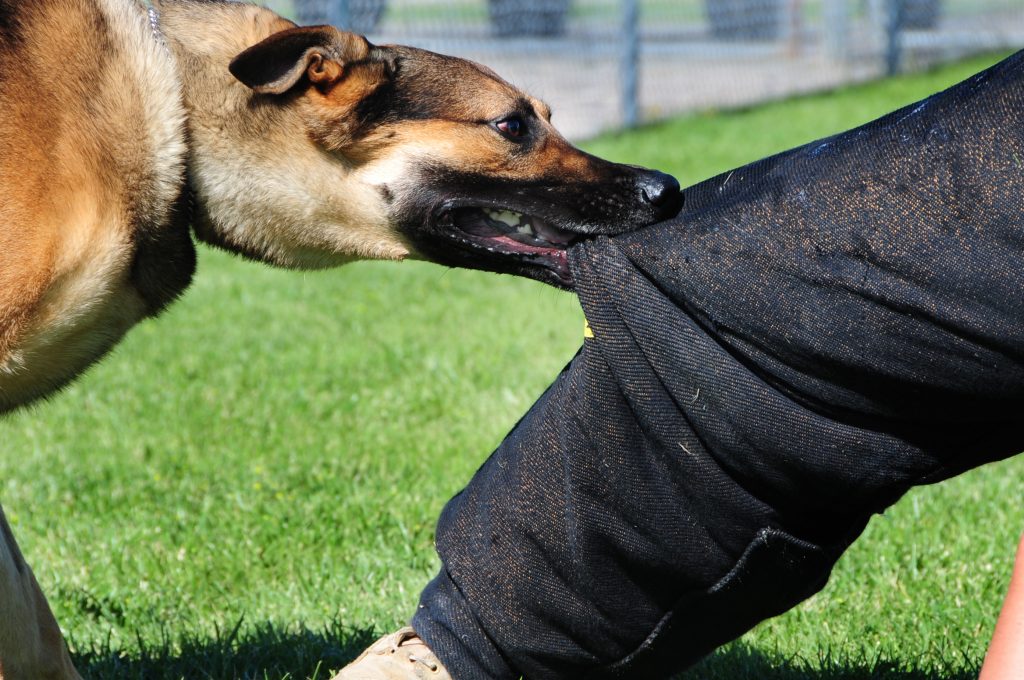 Los Mejores Abogados en Español Cerca de Mí Expertos en Mordeduras, Agravios y Ataques de Perros y Animales en Pomona California
